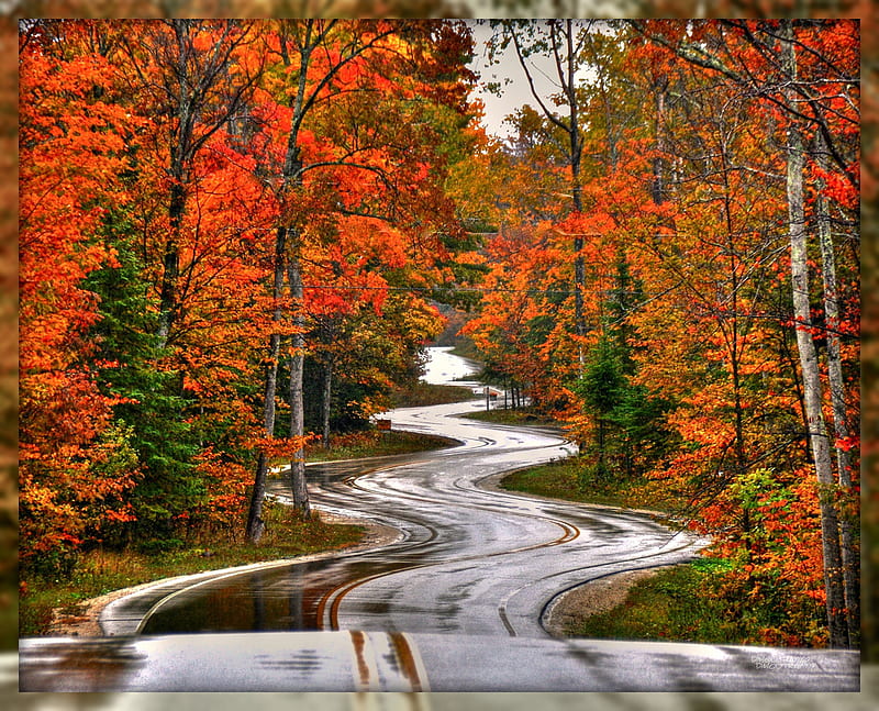Road after the rain, autumn, rain, road, trees, HD wallpaper