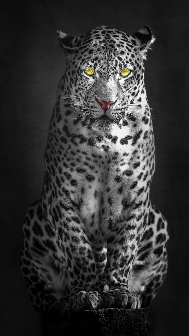 Leopard, big cat, wild animal, yellow eyes, black and white, HD phone wallpaper