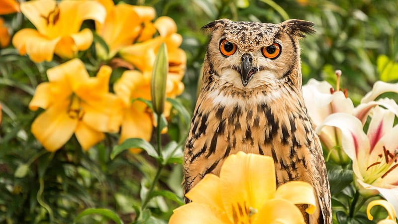 Orange Eyes Black Light Brown Owl Surrounded By Flowers Owl, HD wallpaper