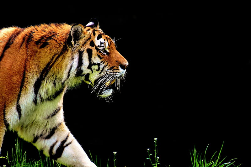Tiger Predator, tiger, animals, predator, HD wallpaper