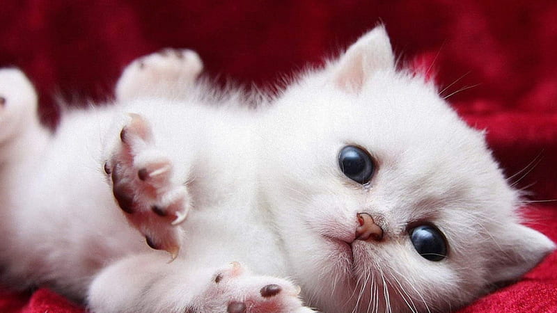 Little White Cat, little, white, cat, cats, HD wallpaper | Peakpx