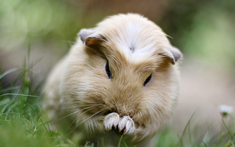 beige guinea pig, cute animals, pets, green grass, rodent, guinea pigs, HD wallpaper