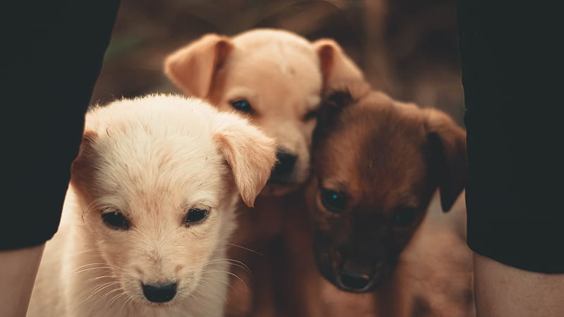 Three Cute Brown Puppies Between Man Legs Animals, HD wallpaper