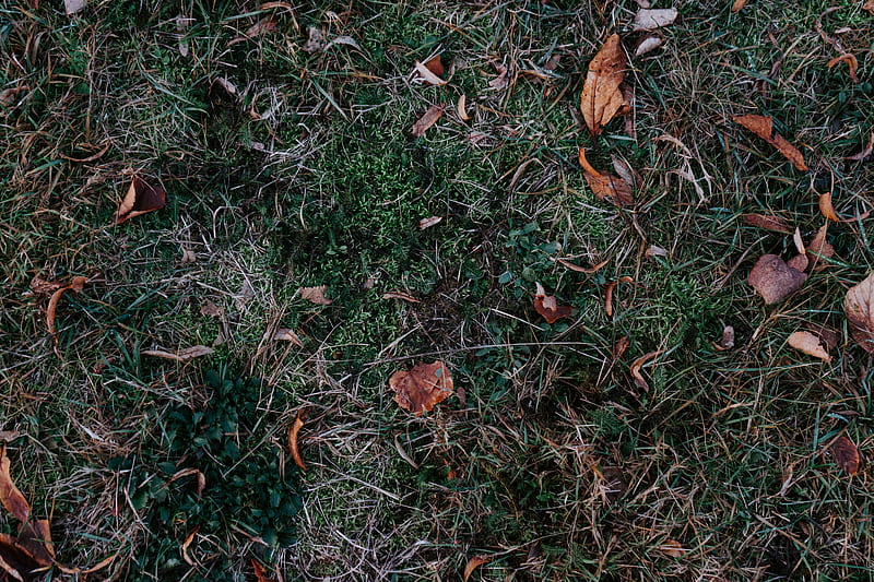 grass, leaves, autumn, fallen, foliage, HD wallpaper