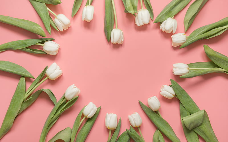 white tulip frame, hearts frame of flowers, pink background, white tulips, spring, floral background, HD wallpaper