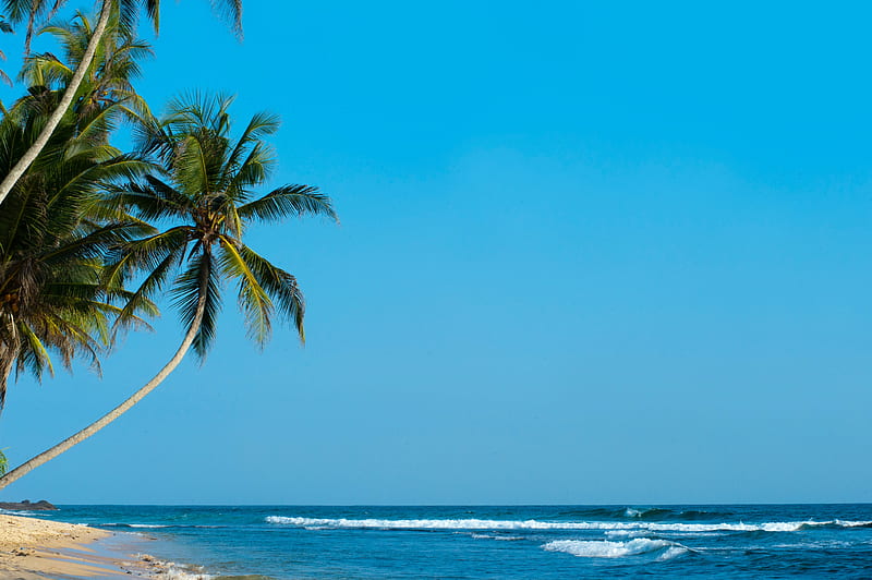palm, palm trees, beach, tropics, shore, surf, ocean, sea, HD wallpaper