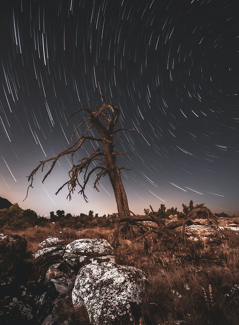 tree, night, driftwood, long exposure, stars, HD phone wallpaper