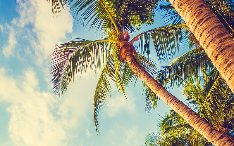 palm tree, green leaves, sunset, sky, evening, tropical island, summer, HD wallpaper