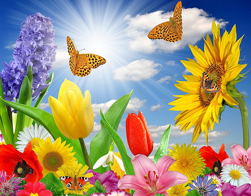 Spring Flowers and butterflies, Tulips, Sunflowers, Flowers, Rays of butterflies, HD wallpaper