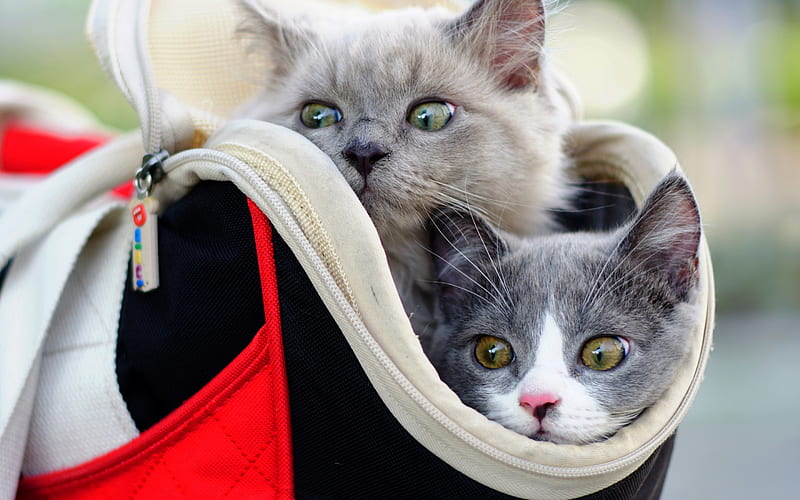 small kittens in a bag, cute funny animals, pets, little cats, British shorthair cats, gray fluffy kitten, HD wallpaper