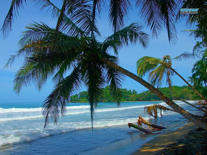Welcome To Punta Uva Beach, Punta Uva, shore, ocean, waves, palm trees ...