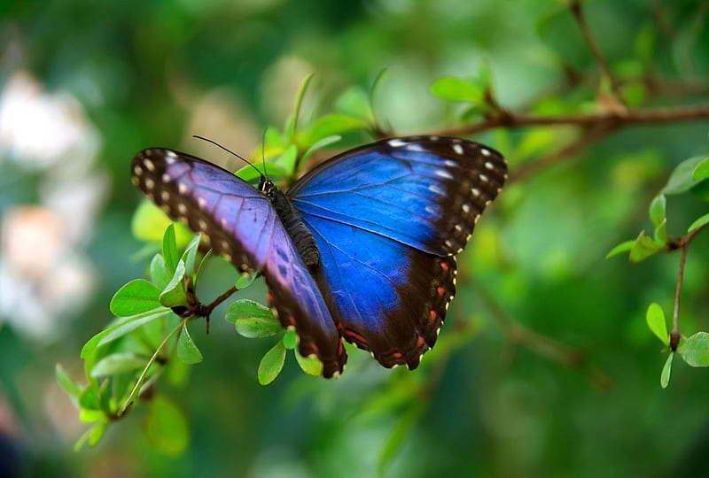 Blue Butterfly, wings, butterfly, bunch, insect, trees, animal, blue ...