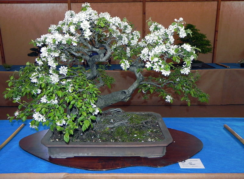 Bonsai - Apple Blossom, apple, bonsai, flowers, blossom, HD wallpaper