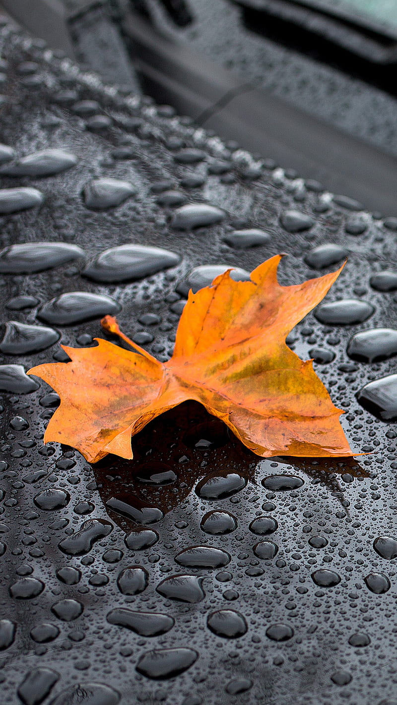 Fallen Leaf, leaf, maple, rain, autumn, season, drops, nature, HD phone wallpaper