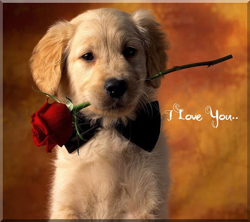 I Love You, 2012, 3d, animal, cute, dog, love, lovely, puppy, rose, HD wallpaper