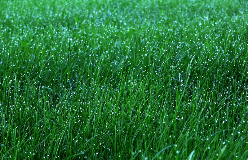 grass, dew, drops, green, macro, HD wallpaper