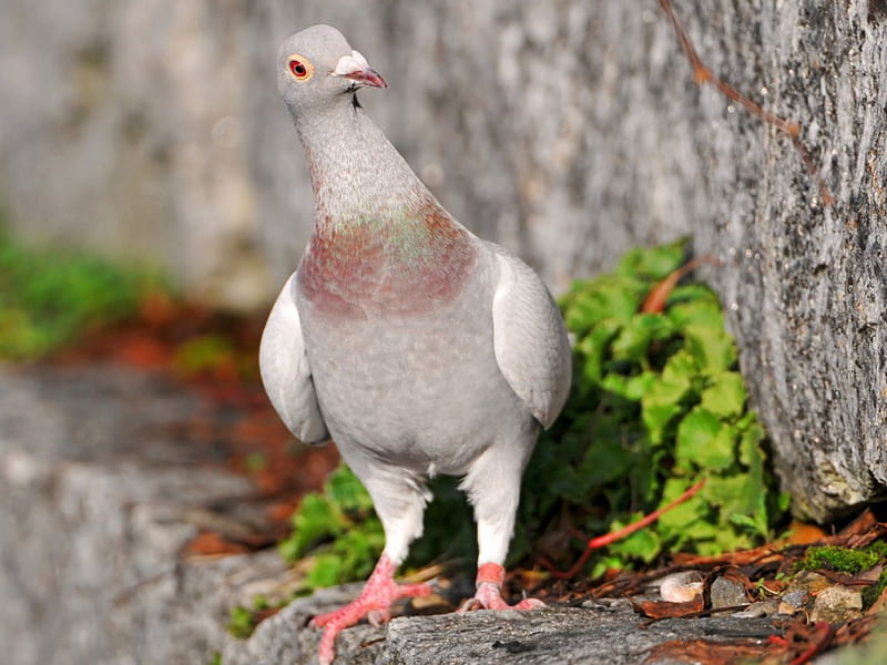 Beautiful Pigeon, pigeon, nice, reasting, grass, HD wallpaper | Peakpx