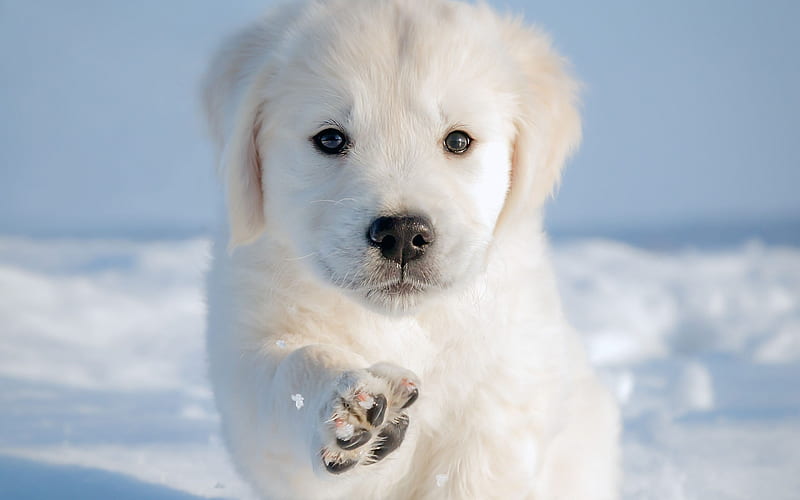 Labrador Retriever, little white puppy, cute animals, puppies, little dogs,  pets, HD wallpaper | Peakpx