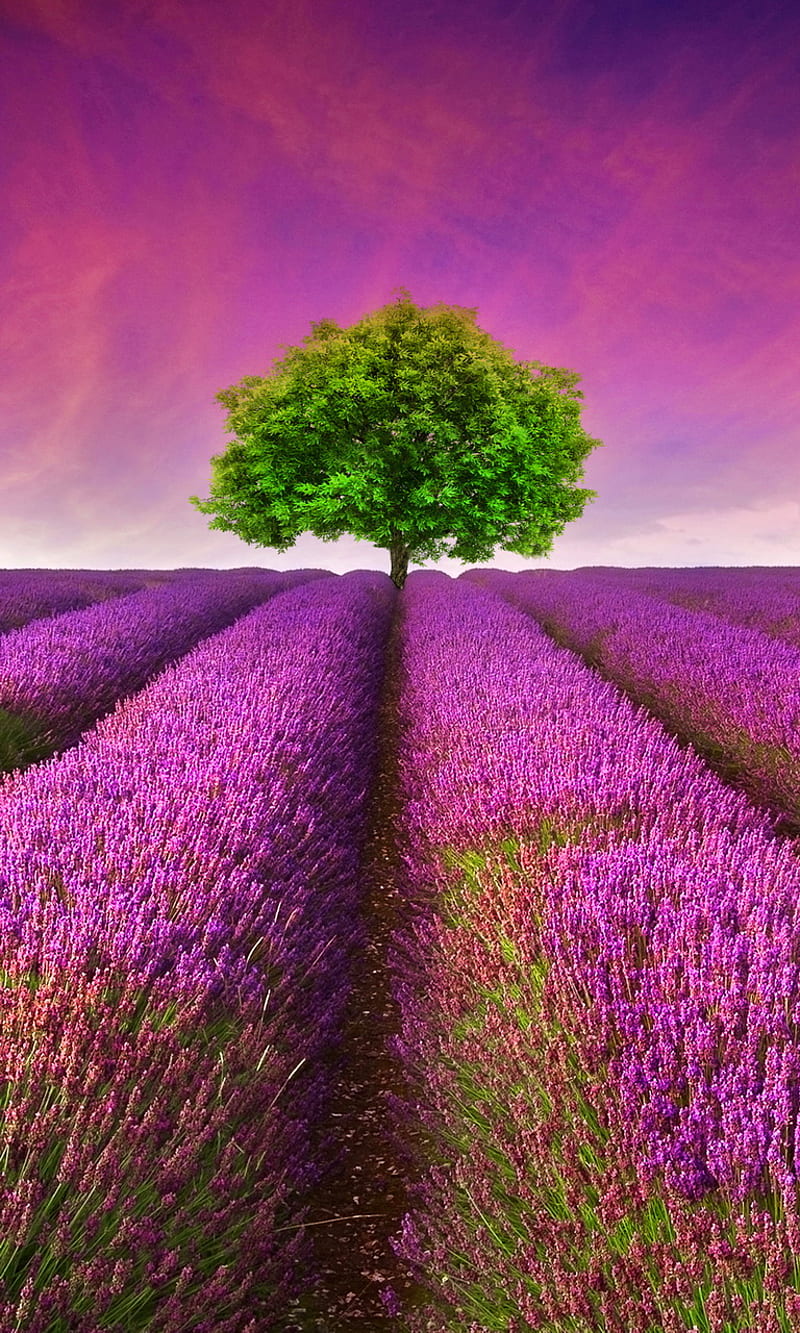 Lavender Field, flowers, france, landscape, nature, provence, HD phone wallpaper