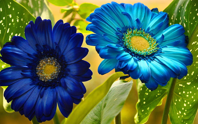 Blue gerbera, pretty, lovely, fresh, bonito, delicate, freshness, leaves,  nice, HD wallpaper | Peakpx