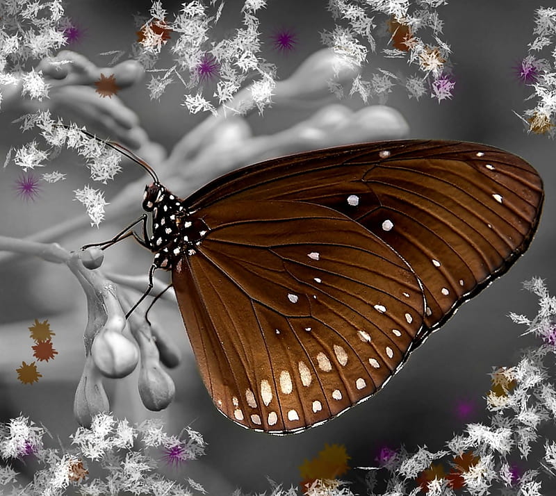 Brown Butterfly wallpaper by Samantha80  Download on ZEDGE  5149