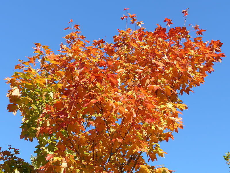 Maple, autumn, tree, colors, garden, sky, HD wallpaper