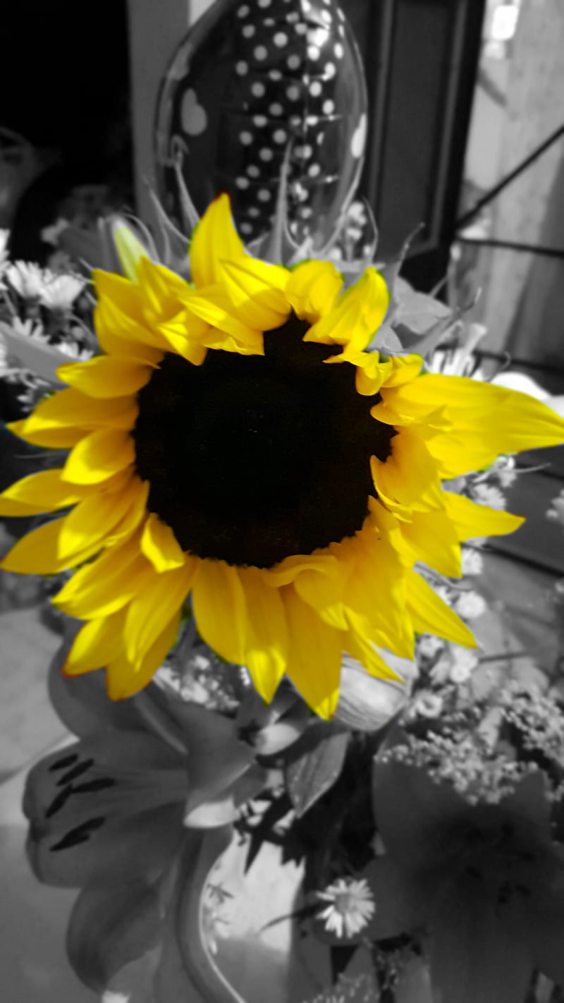 Girasol, amarillo, ramo, flor, flor, flores, Fondo de pantalla de teléfono  HD | Peakpx