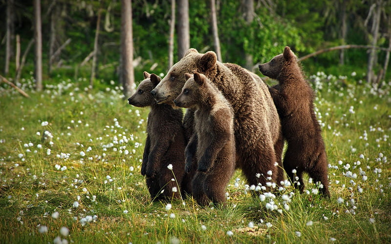 family of bears, little cubs, mother and young, wildlife, forest, predators, bears, HD wallpaper
