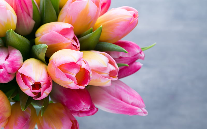 pink tulips, spring bouquet, pink flowers, spring, tulips, HD wallpaper