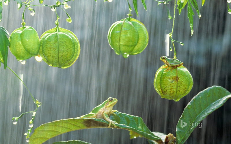 Rainy day, frog, green, water drops, rain, animal, HD wallpaper