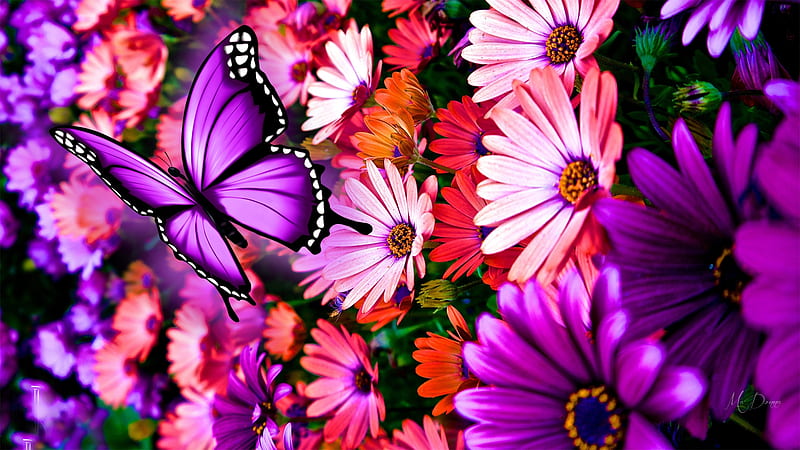 Purple Beauties, daisies, autumn, butterfly, summer, flowers, garden ...