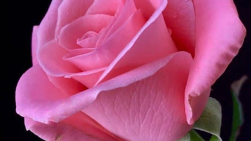Light Pink Rose Flower Petals In Black Background Rose, HD wallpaper |  Peakpx