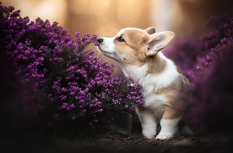 Cute Dog, flowers, Corgi, dog, animal, HD wallpaper | Peakpx