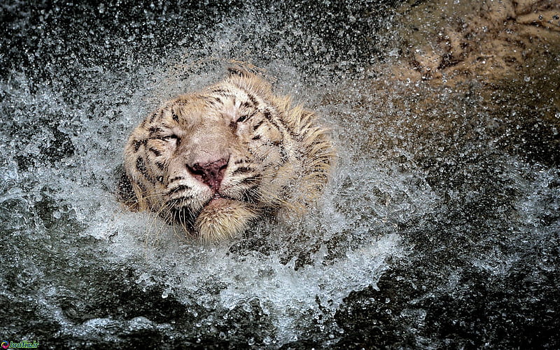 white tiger, fall into the water, wildlife, predator, Tigers, HD wallpaper