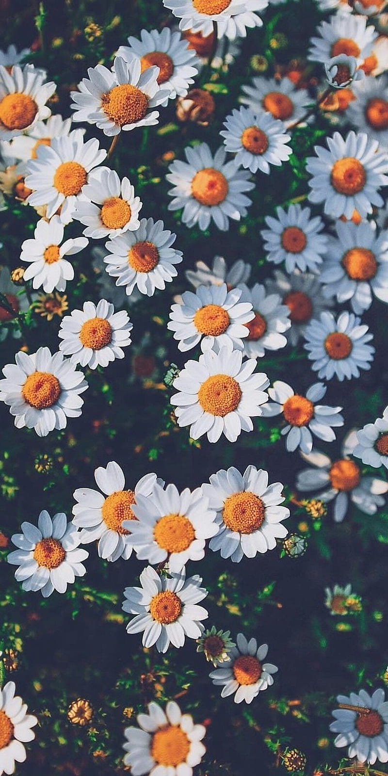 Flowers , flowers love nature, simple, HD phone wallpaper