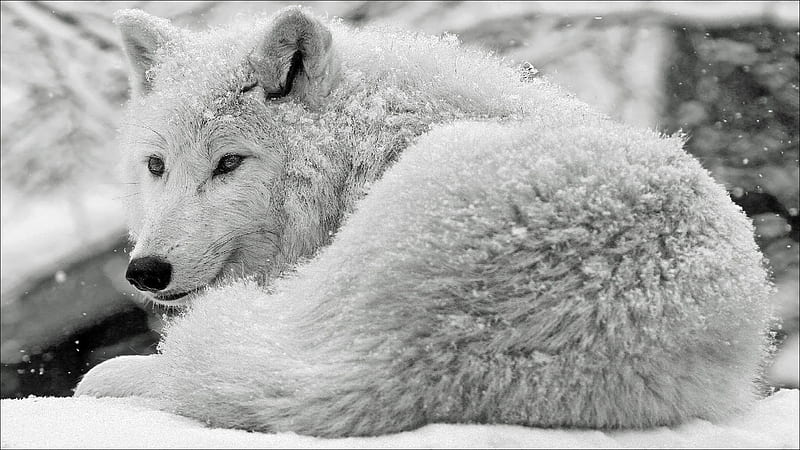 White wolf, snow, lup, wolf, white, fur, animal, winter, HD wallpaper
