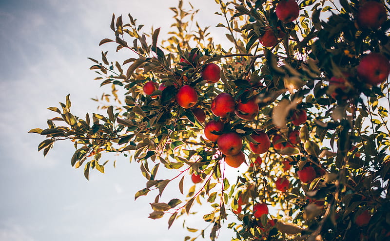 apple tree over sun light and clouds, HD wallpaper