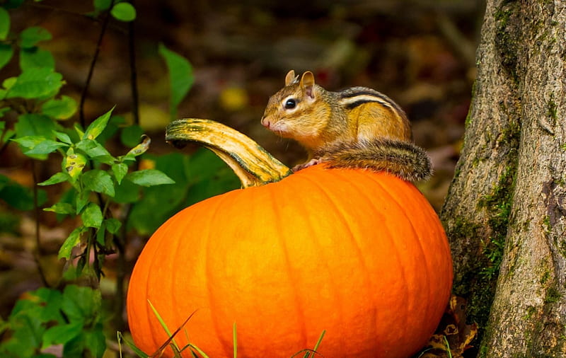 My pumpkin, chipmunk, autumn, orange, halloween, animal, green, pumpkin, funny, squirrle, HD wallpaper