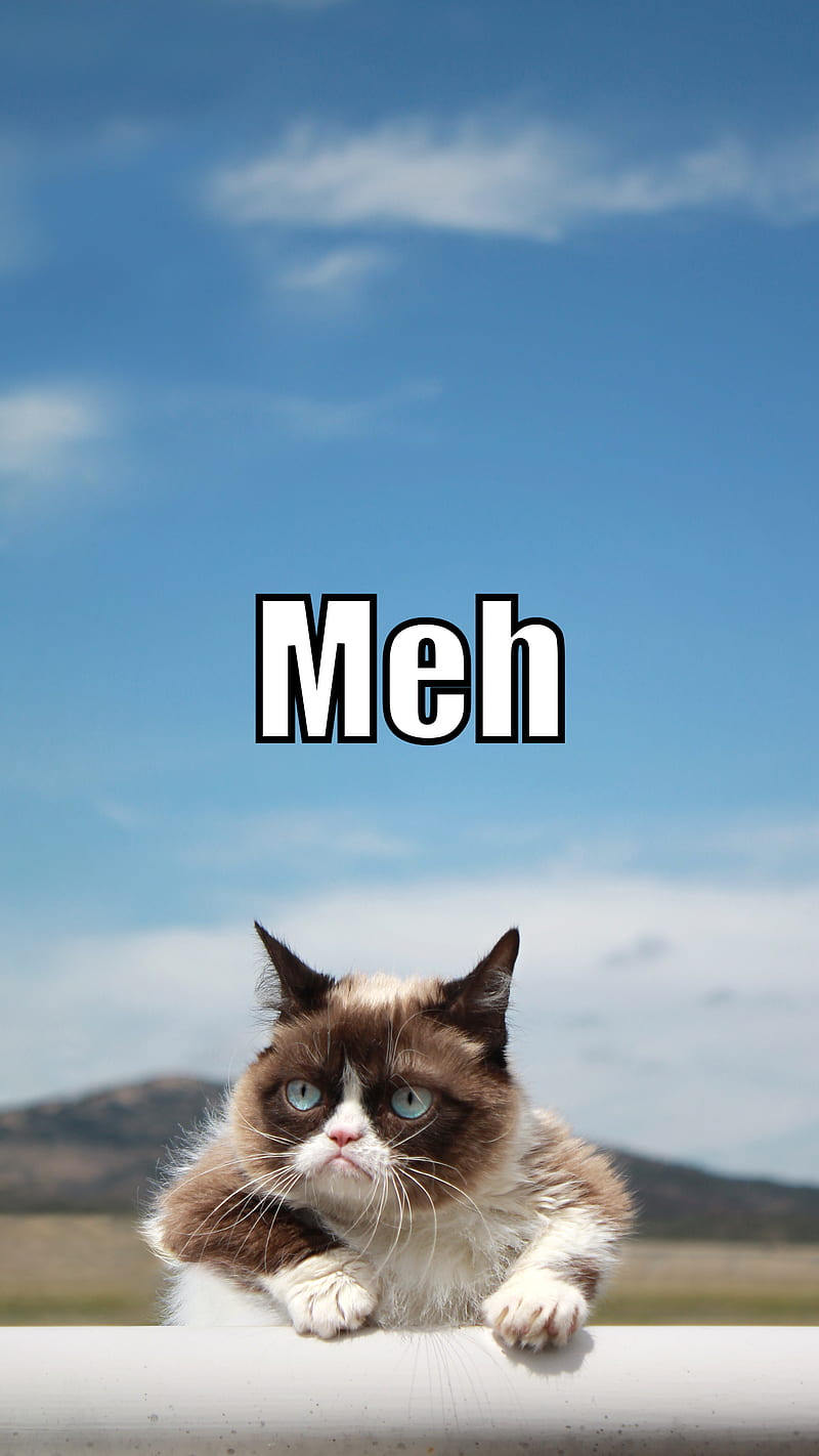 Meh, Grumpy, apple, cat, cats, cool, dog, dogs, funny, humor, internet, kitty, meme, memes, new, pets, phone, unique, HD phone wallpaper