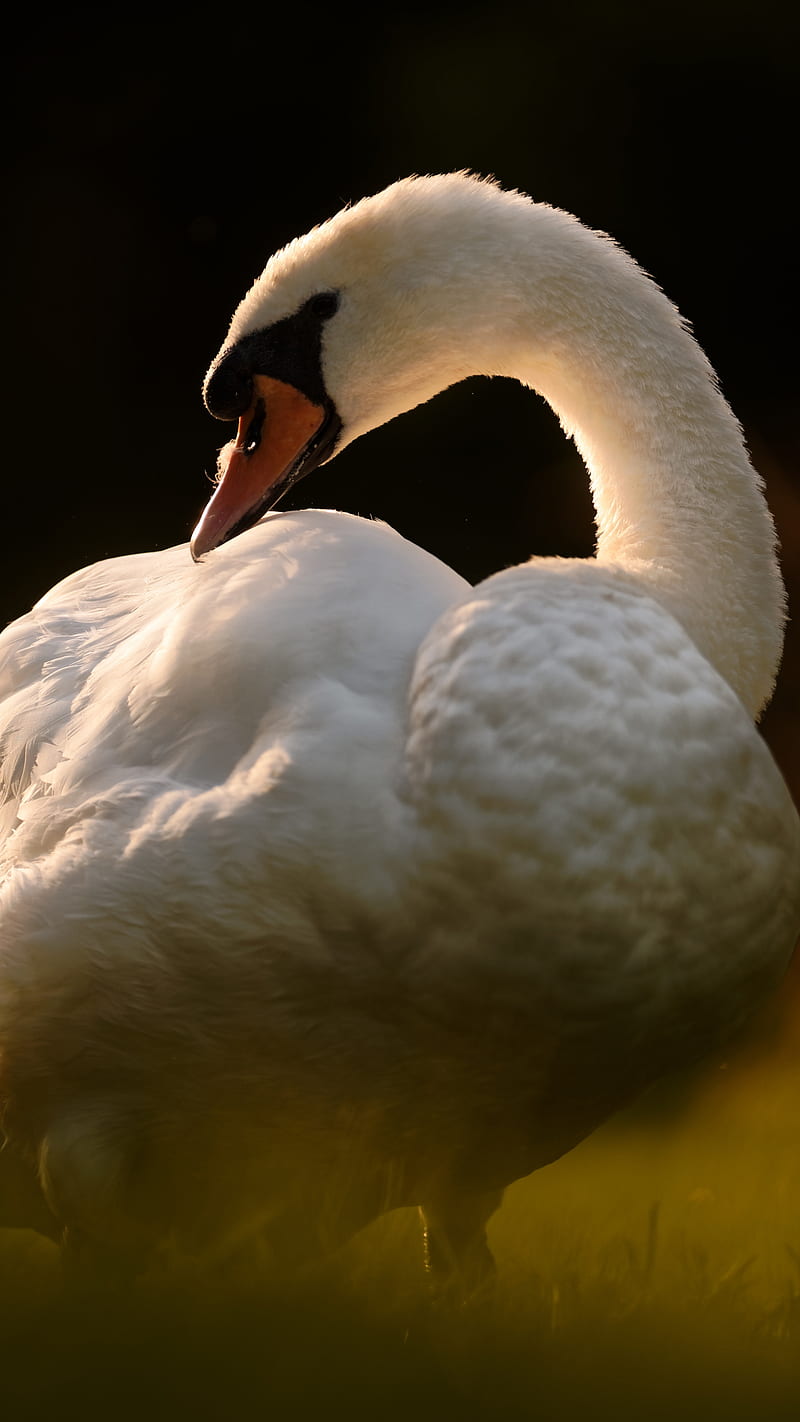 Mute Swan , bird, white, HD phone wallpaper