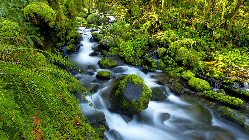 Fiddlehead Fern, Westland National Park, New Zealand., forest, fern, green, rock, moss, waterfall, HD wallpaper