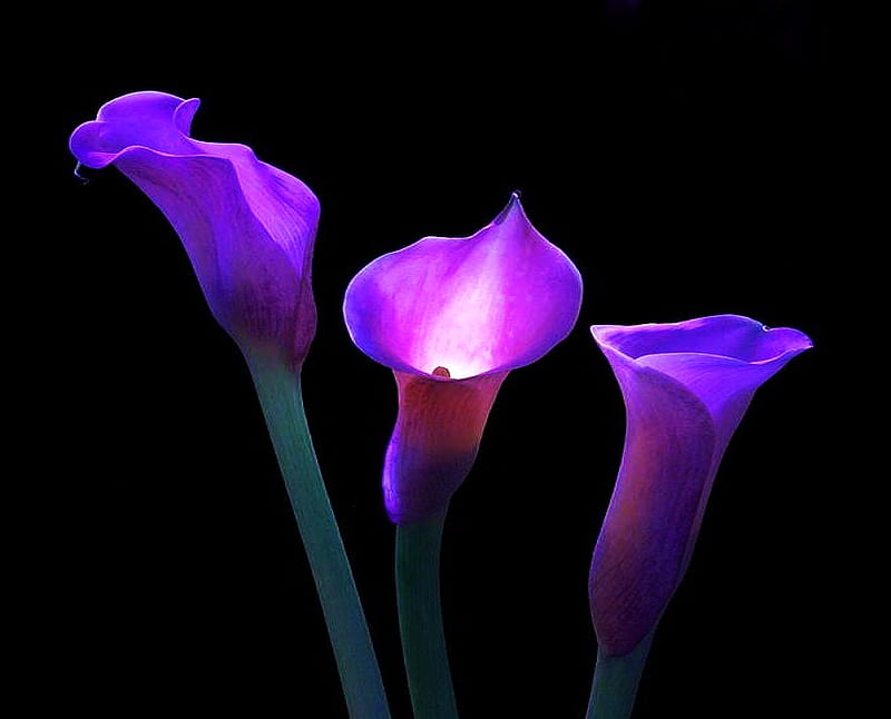 Moon lit, purple, soft light, calla lilies, black, three, lilies, HD wallpaper