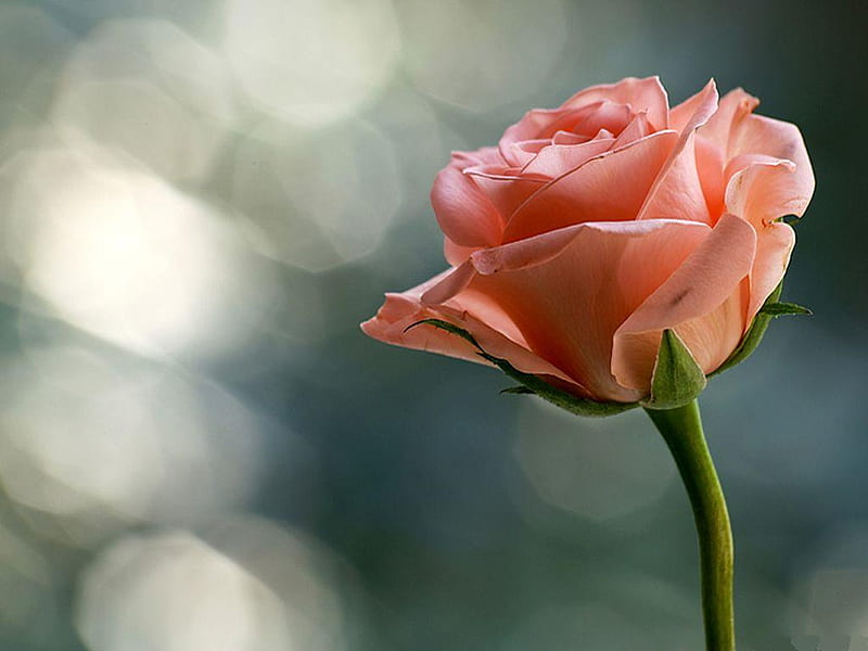 rose-for-the-special-love Princess-Izabella, special, friend, rose, love, flower, nature, bonito, HD wallpaper