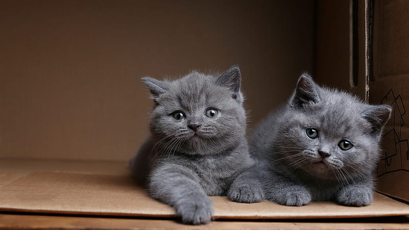 Two Dark Ash Cat Kittens Inside Brown Box Cat, HD wallpaper