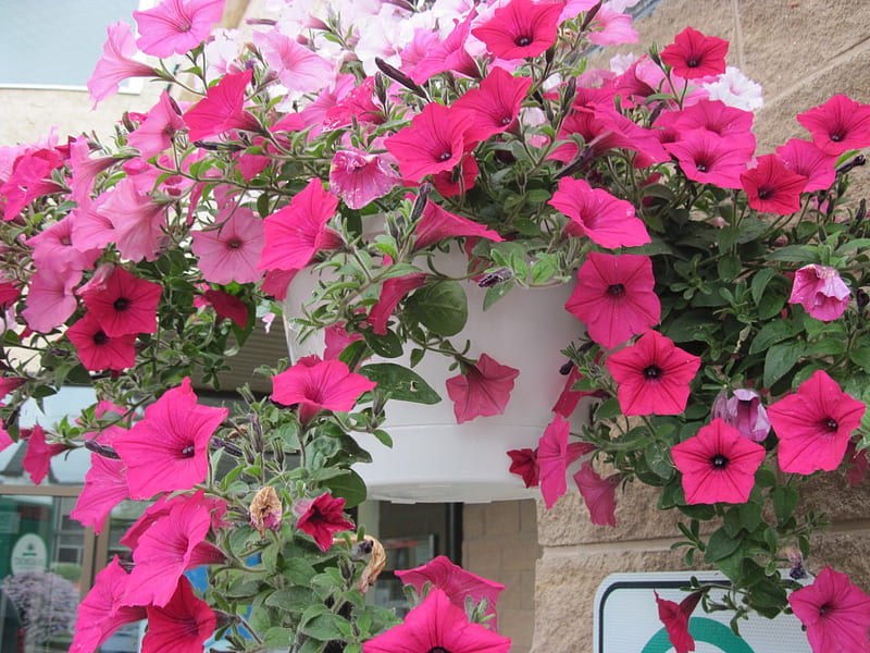 Flowers for special occasion 10, red, graphy, Basket, Petunias, green, Flowers, pink, HD wallpaper