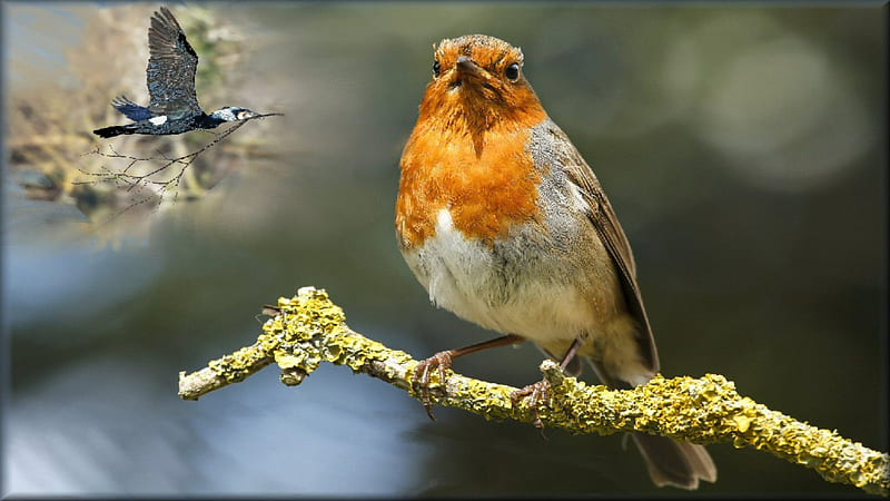 birds European robin, cute, spring, bird, welcome, HD wallpaper