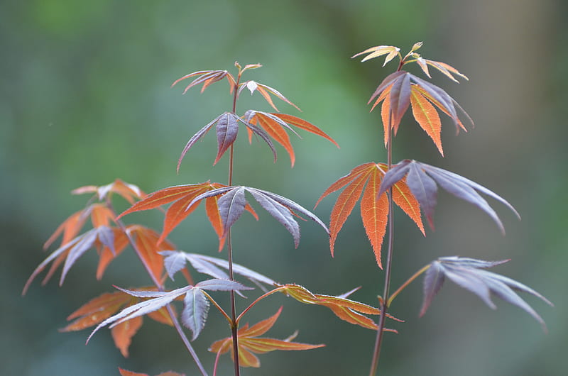 japanese maple, branches, leaves, plant, macro, HD wallpaper
