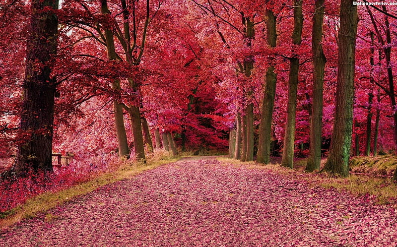 pink everywhere in fall season, forest, fall season, nature, pink trees, trees, HD wallpaper