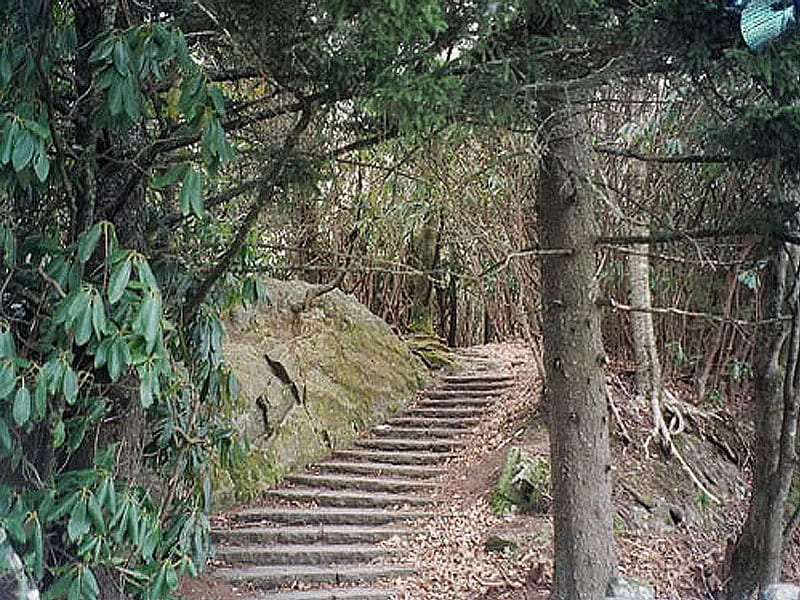 Where will it lead?, trail, stairs, nature, trees, HD wallpaper