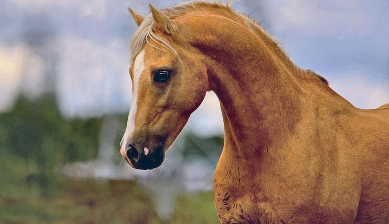 Palomino Horsehead 1, palomino, head, equine, horse, animal, head shot, graphy, wide screen, HD wallpaper